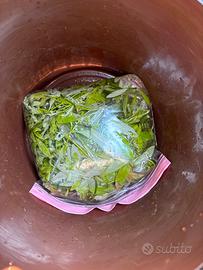 Piante acquario, acqua dolce