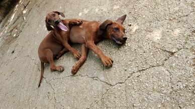  cuccioli rhodesian ridgeback 