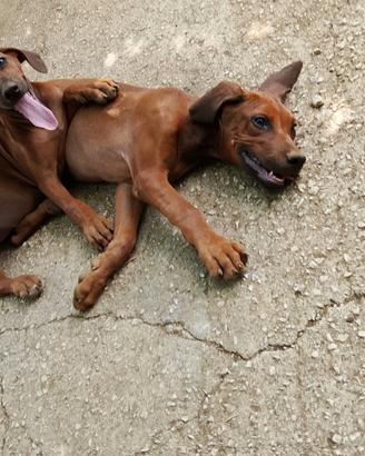  cuccioli rhodesian ridgeback 