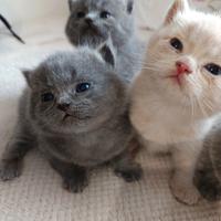 Adorabili British shortair