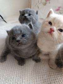 Adorabili British shortair