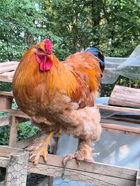 2 Galli Brahma