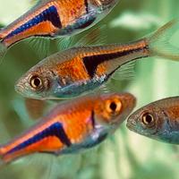 Rasbora Heteromorpha