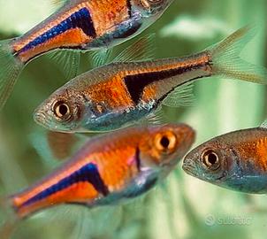 Rasbora Heteromorpha
