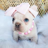 BULLDOG FRANCESE - BOULEDOGUE PLATINO cuccioli