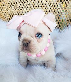 BULLDOG FRANCESE - BOULEDOGUE PLATINO cuccioli