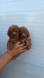 Cuccioli di barboncino
