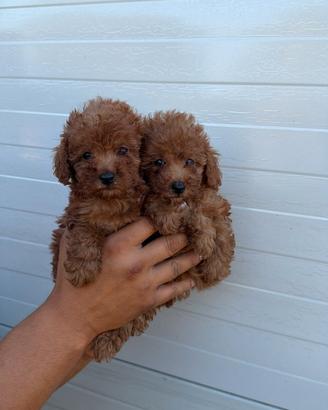 Cuccioli di barboncino