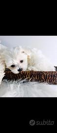 Cuccioli di MALTESI