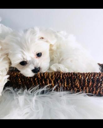 Cuccioli di MALTESI