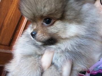 Ultimo Cucciolo spitz pomerania