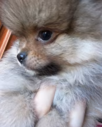 Cuccioli spitz pomerania