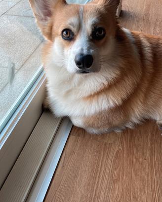 Corgi maschio per monta