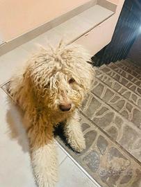 Lagotto romagnolo cercaaa famiglia