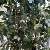 Piante finte in vaso