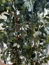 Piante finte in vaso