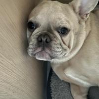 Cucciolo Bulldog francese