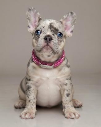 Cuccioli di Bulldog francese esotici linea ABKC
