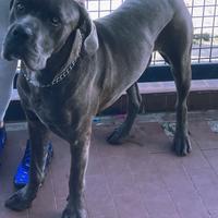 Cane corso