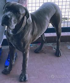 Cane corso