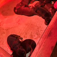 Cuccioli di Dobermann