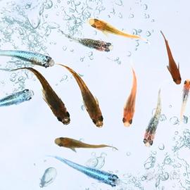 Medaka Reisfisch Mix Oryzias latipes