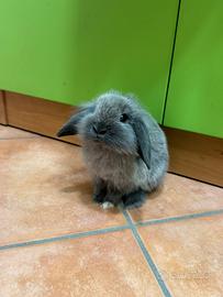 Coniglio ariete nano