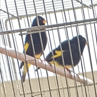 Negriti della bolivia canarini