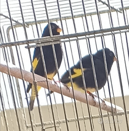 Negriti della bolivia canarini