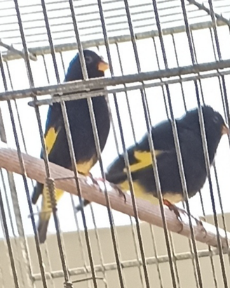 Negriti della bolivia canarini