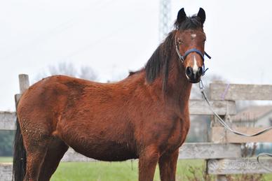 Cavalla sella italiana x franches montagnes