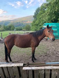 Cavallo Quarter horse