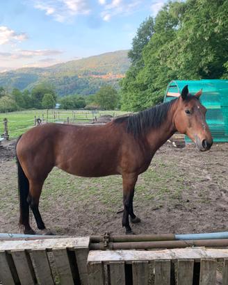 Cavallo Quarter horse