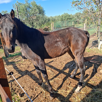 Puledro