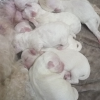 Cuccioli di maltipoo