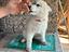 Immagine 4