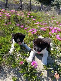 Akita americano