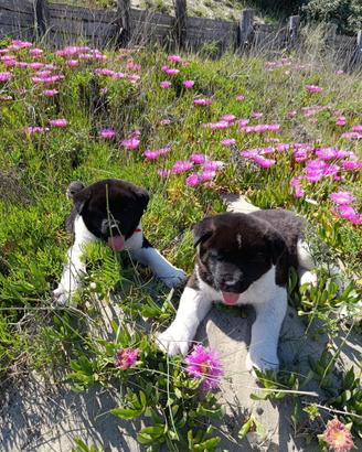 Akita americano