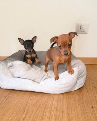 Cuccioli Pinscher toy