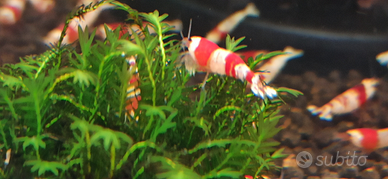 Caridine Crystal Red Selezionate con cura