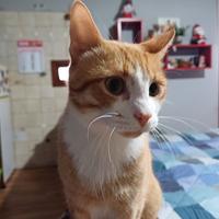 Affido gattino