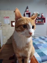 Affido gattino