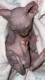 Gattini senza pelo Canadian Sphynx