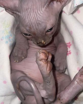 Gattini senza pelo Canadian Sphynx