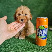 Splendidi cuccioli di Barboncino Mini Toy