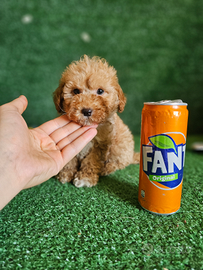 Splendidi cuccioli di Barboncino Mini Toy