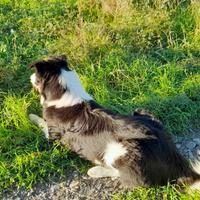 Border collie