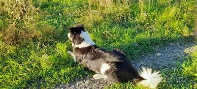 Border collie