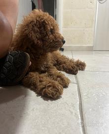 Barboncino cucciolo