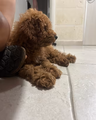 Barboncino cucciolo